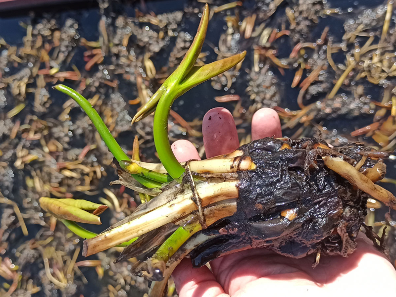 Preview: einheimische-weisse-Seerose-nymphaea-alba